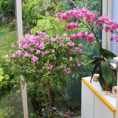 Bougainvillier hiverner en intérieur devant une baie vitrée