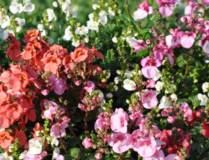 Diascia barberae