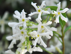 Trachelospermum jasminoides