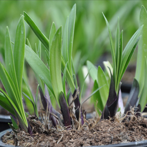 Agapanthe caduc en croissance