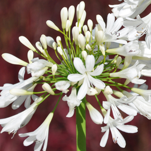 Agapanthe 'Artic Star'