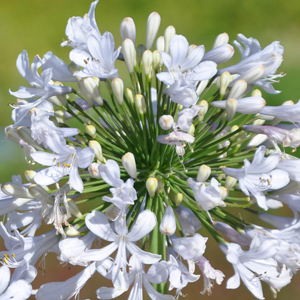 Agapanthe 'Blue Ice'