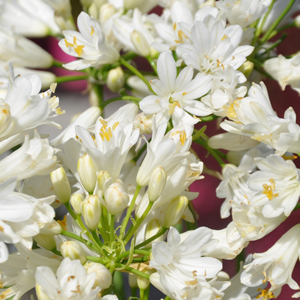 Agapanthe 'Double Diamond'