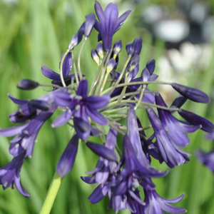 Agapanthe 'Indigo Dreams'