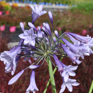 Agapanthus Liam's Lilac