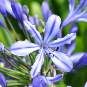 Agapanthe 'Moonlight Star'