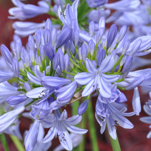 Agapanthe 'Pitchoune Blue'