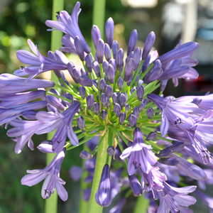 Agapanthe Purple Delight