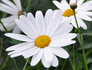 Anthemis maltaise