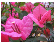 Bougainvillea