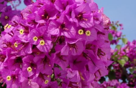 Bougainvillier 'Violet de Mèze'