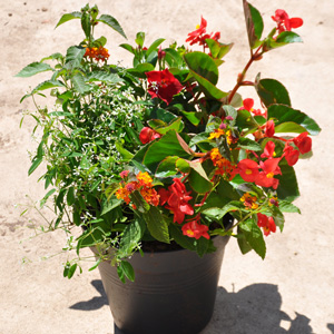 Pack Tijardin Méditerranéen fleurs oranges, jaunes ou rouges