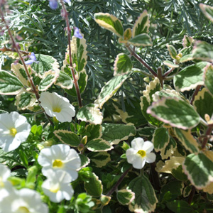 Pack Tijardin Zen fleurs blanches grises