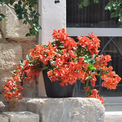 Bougainvillier Flame en pot