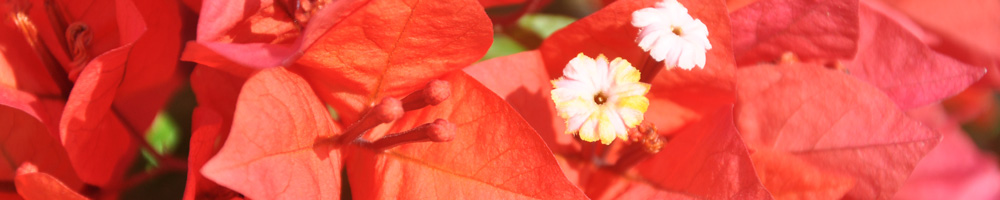 Bractées de bougainvillier Flame