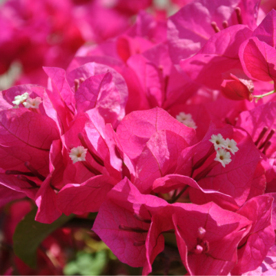 Bougainvillier Barbara Karst