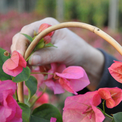 conduite bougainvillier sur un arceau