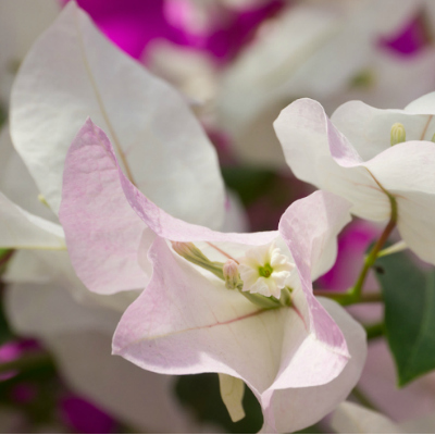 Bougainvillier Blush