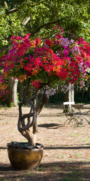 Tige greffée de bougainvillier cultivée en pot