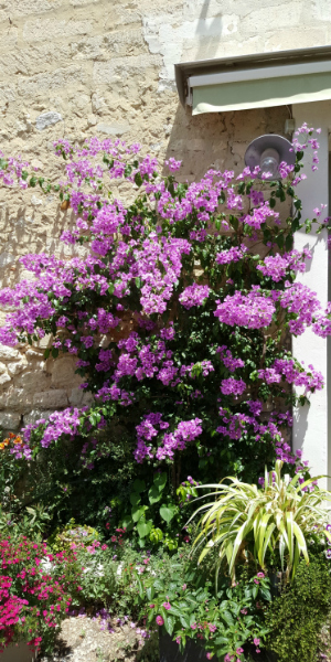 bougainvillier Violet de Mèze en pleine terre