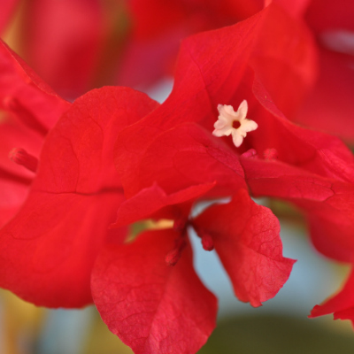 Bougainvillier Salsa