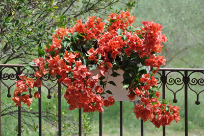 Bougainvillier Flame en jardinière pour balcon