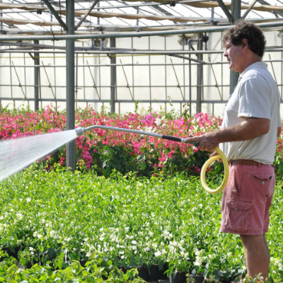 arrosage bougainvilliers