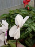 Cyclamen blanc