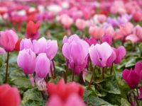 Cyclamen