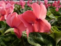 Cyclamen saumon