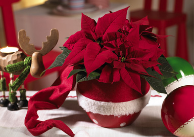 Déco Noel végétale : Le poinsettia l'étoile de Noel !