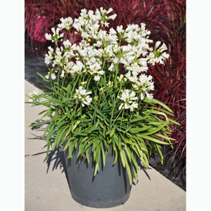 Agapanthus bridal bouquet