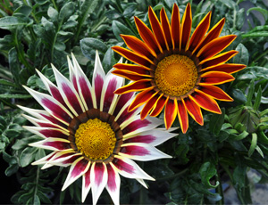 Gazania hybride bicolore