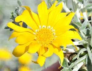 Gazania semi-vivace jaune