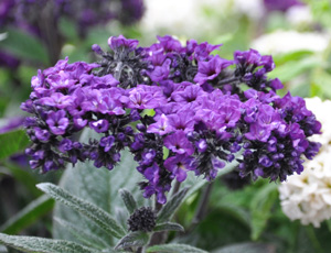 Heliotrope