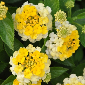 Lantana camara Bandana Yellow