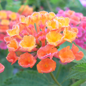 Lantana camara Brasier