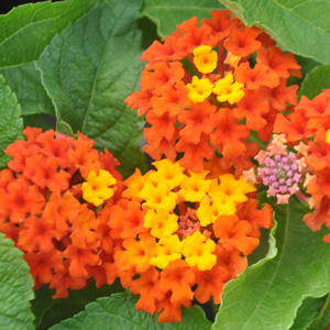 Lantana camara Lucky Red Flame