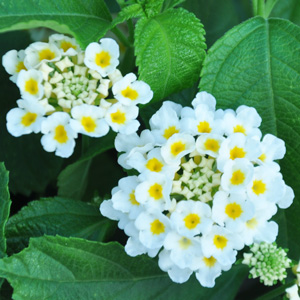 Lantana camara Lucky White