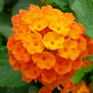 Lantana camara Orange Pur