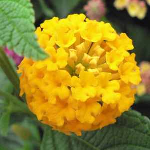 Lantana camara Pineapple