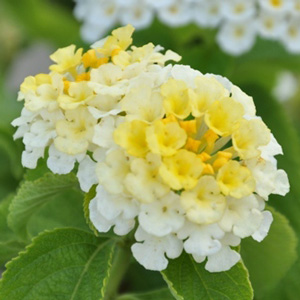 Lantana camara Simon Lemon