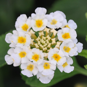 Lantana camara Simon Weiss