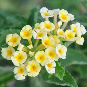 Lantana camara repens Ice cream