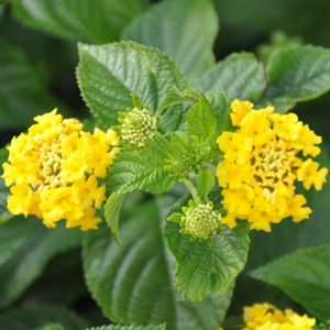 Lantana camara Lucky Yellow