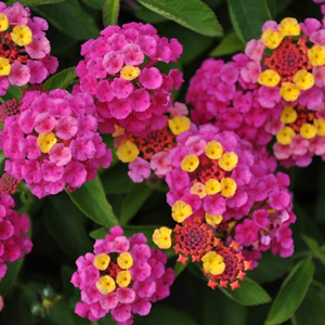 Lantana camara Lucky Sunrise Rose