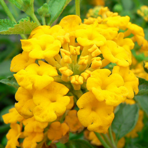 Lantana camara repens Jaune carpet