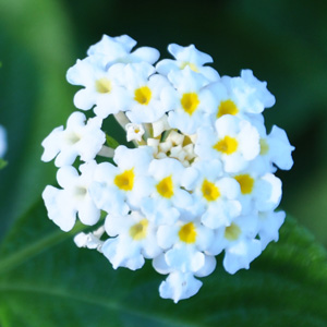 Lantana camara Schneeflocke