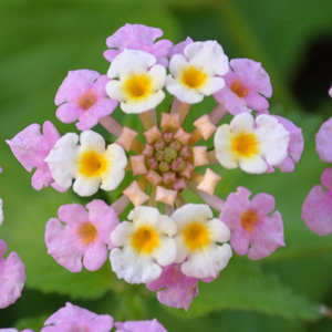 Lantana camara Sonja