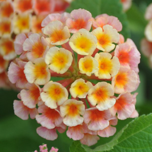 Lantana camara Confetti